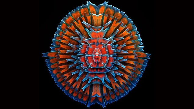 Behold the Monstrous Beauty of This Year's Coolest Microscopic Images
