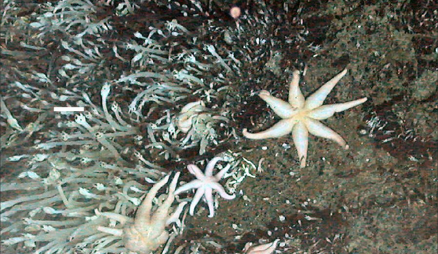 Lost World Discovered Under Antarctica