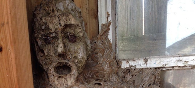 Oh god, this giant fused hornet's nest looks like it swallowed a human