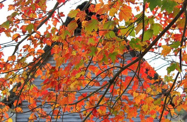 40 Stunning Photos Of Fall Foliage