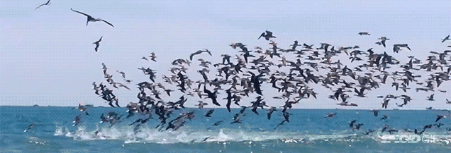 Amazing video shows hundreds of pelicans diving into a feeding frenzy