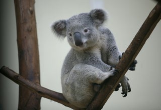 Australian Teen Crashes SUV Into Tree, Repeatedly, Attempting To Dislodge Koala
