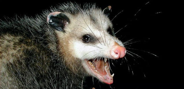 A North Carolina town drops a possum at midnight on New Year's Eve