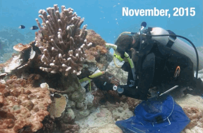 El Niño Left Behind All These Creepy Coral Ghost Towns