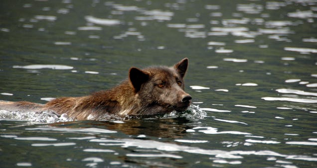 Why Is Canada's Wolf Population Splitting Into Two Groups?