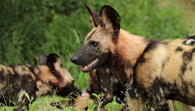 pittsburgh zoo wild dogs