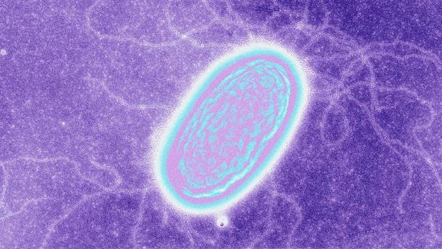 Discovery Of 'Electric Bacteria' Hints At The Potential For Alien Life