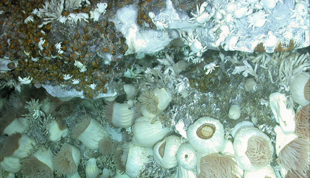 Lost World Discovered Under Antarctica