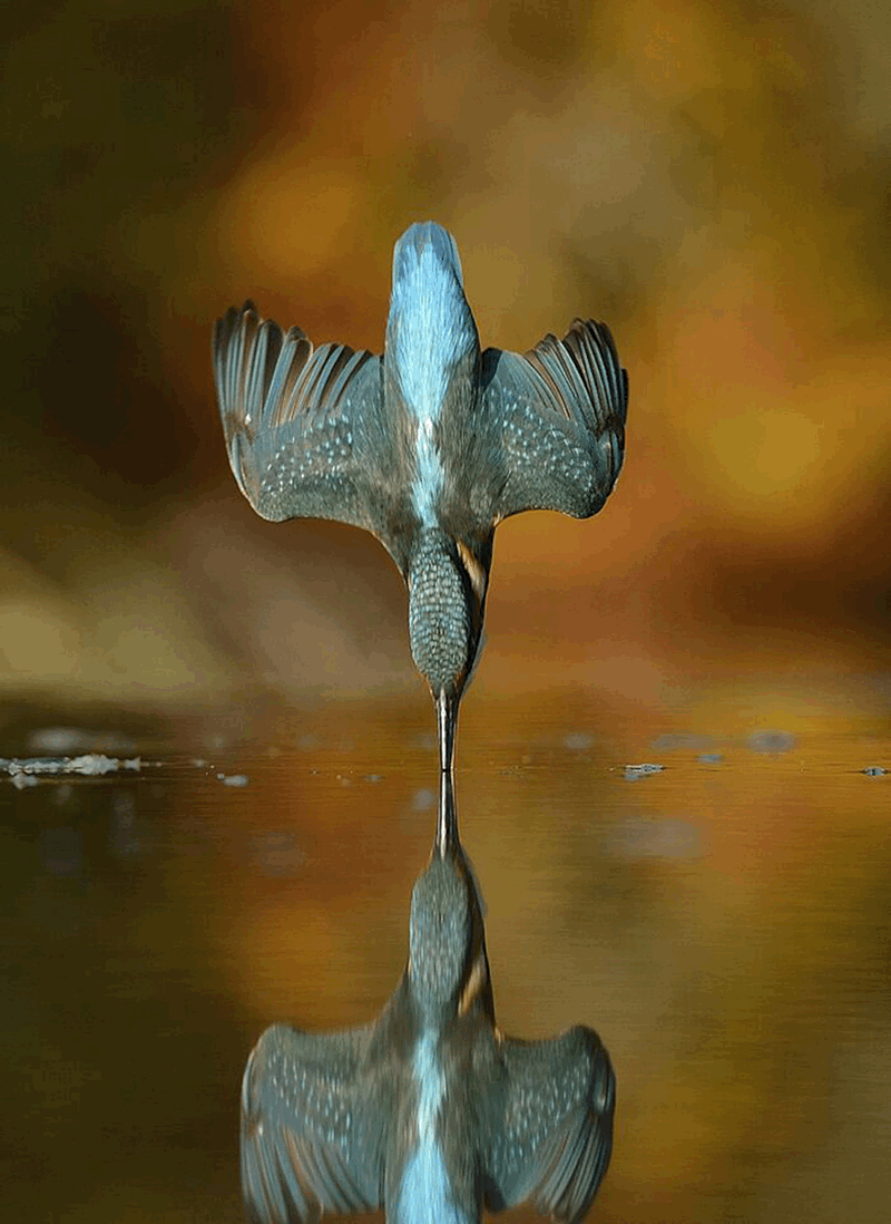 A Photographer Toiled for Six Years To Capture This Kingfisher in Mid-Dive