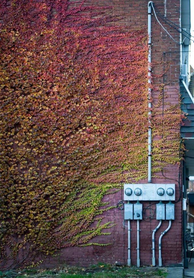 40 Stunning Photos Of Fall Foliage