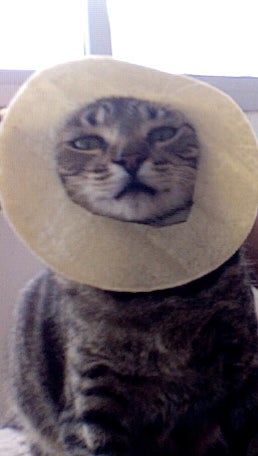 Here Are Your Best Pictures of Breaded Cats