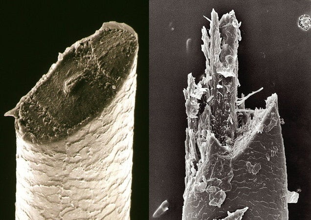 Beard hairs under a scanning electron microscope: cut with razor (left) and electric shaver (right)