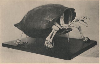 Extinct Tortoise Could Make a Comeback