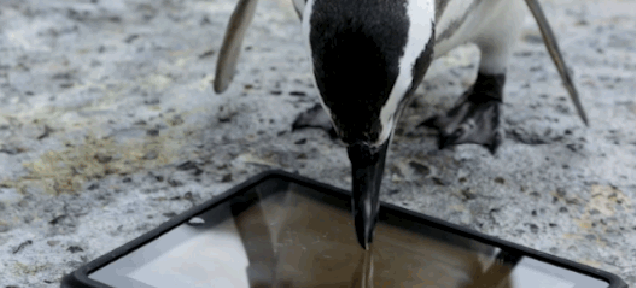 Watch Some Penguins Use an iPad (It's as Adorable as It Sounds)