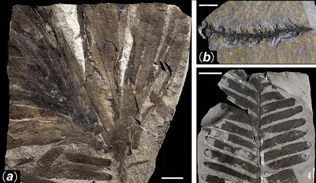First Photos of China's 298-Million-Year-Old Buried Forest