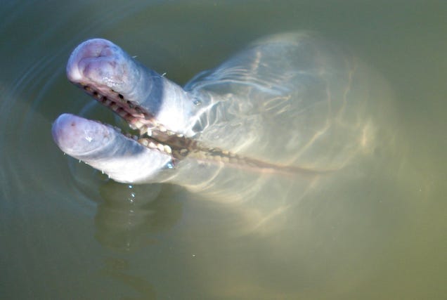 science-discovers-new-horrible-scary-dolphin-that-will-kill-us-all