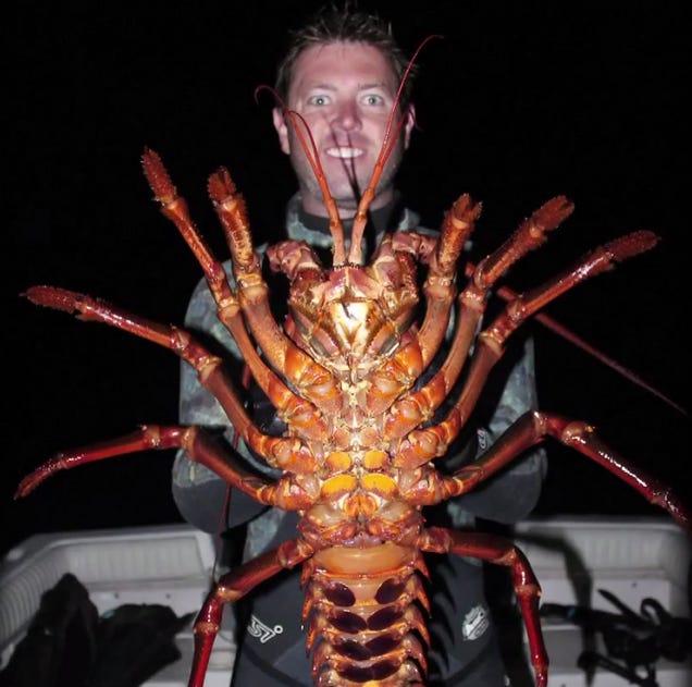 Biologist catches monster 70-year-old lobster in California