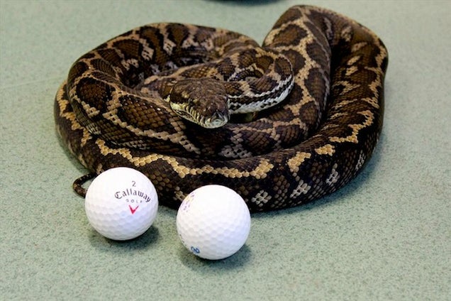 Poor Dumb Snake Eats Golf Balls Thinking They're Eggs