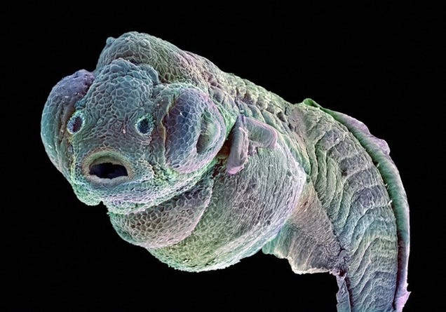 The Strange Stories Behind the Year's Best Scientific Images