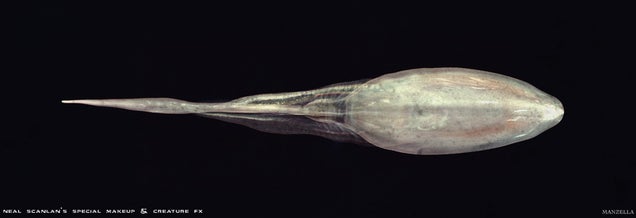 Prometheus concept art puts us face-to-sucker with the movie's creatures