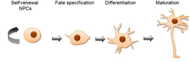 Our First Major Breakthrough in Understanding How Zika Virus Attacks the Brain