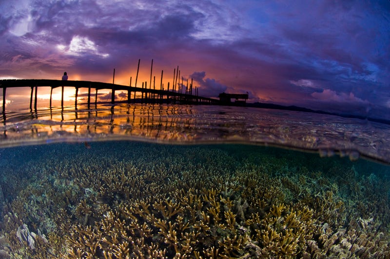 Take an Underwater Tour of the Most Biodiverse Reef on Earth