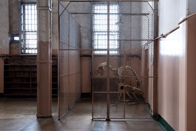 How did this giant animal skeleton get into a nice suburban home?