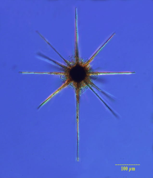 These nearly-invisible sea creatures fill the oceans with beauty