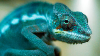 Scientists Have Worked Out How Chameleons Change Color