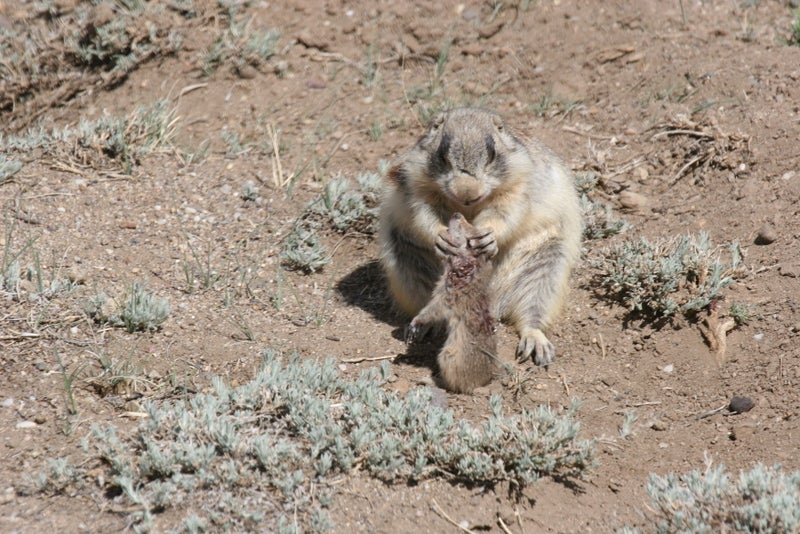 Los biólogos han descubierto algo espeluznante sobre los perritos de la pradera