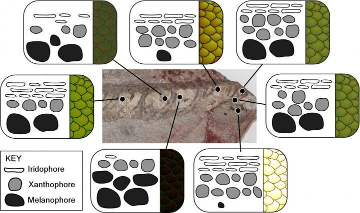 Colorless Fossil Reveals True Colors of Ancient Snake
