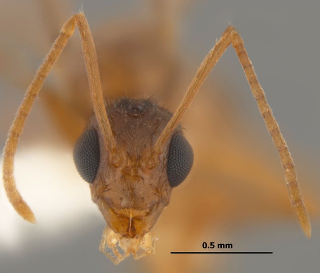 Southern United States Invaded by "Hairy, Crazy Ants" that Attack Electrical Systems
