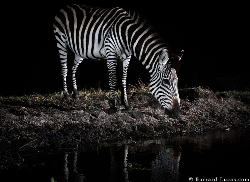 13 Sensational Camera Trap Photos of African Animals At Night
