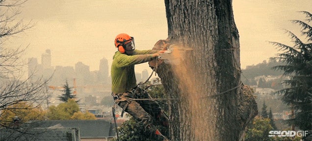 18летняя телка показывает натуральные дойки около упавшего дерева