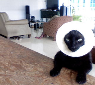 Here Are Your Best Pictures of Breaded Cats