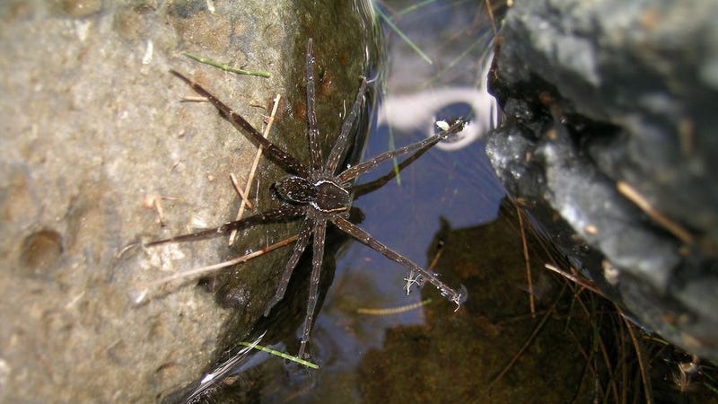 Descubren una nueva especie de araña en Australia que surfea las olas para cazar peces