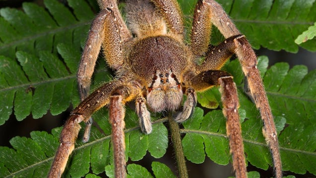 Lady Finds Eggs of World's Most Poisonous Spider In Groceries
