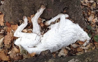 A Mystical Spree of Decapitations In Brooklyn