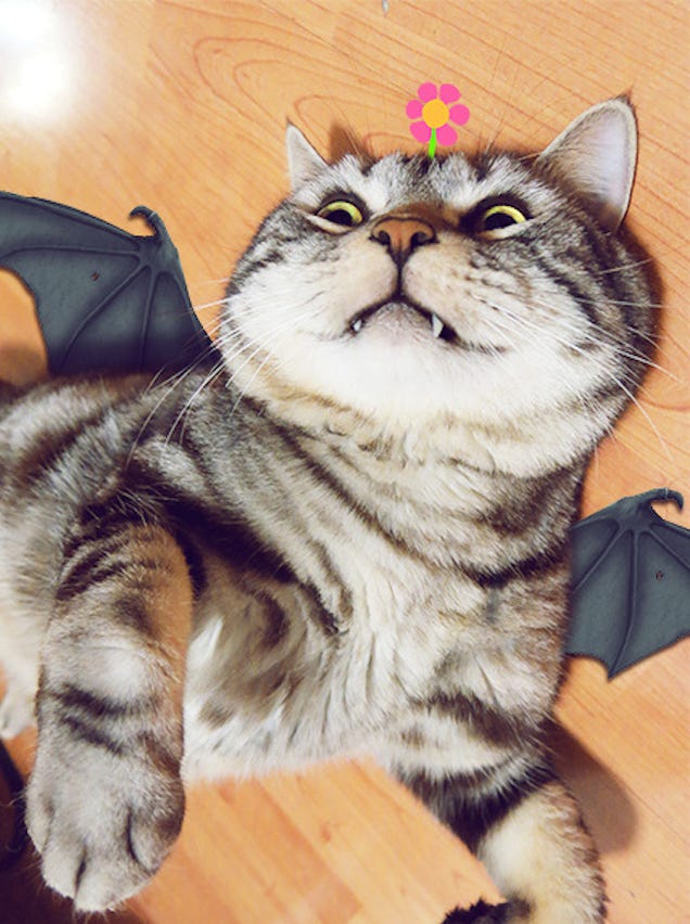 Meet China's Next Cat Celebrity