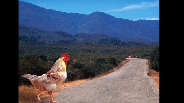 Why I Talked About Chickens to a Room Full of Game Developers