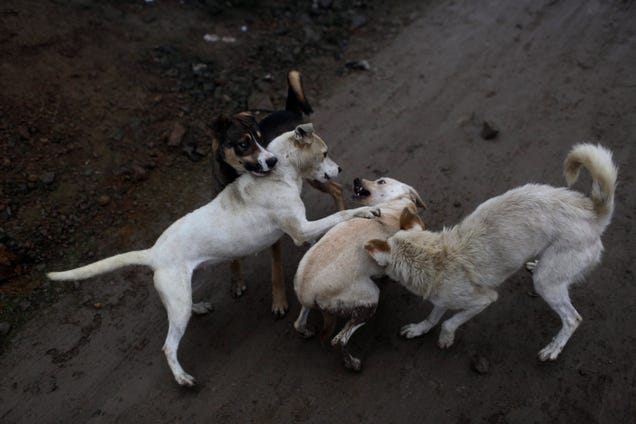 New Data Suggests Less Than 3,000 Stray Dogs In Detroit, Not 50,000