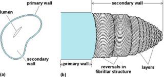 Why Cotton Kills, A Technical Explanation