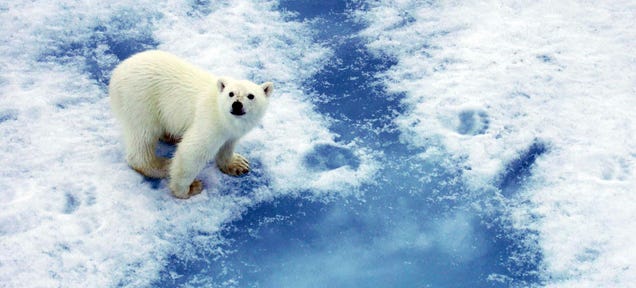 Polar bears can communicate via footprints