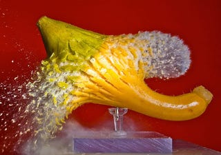 Artist Captures the Beauty of Disintegration via Pellet Gun