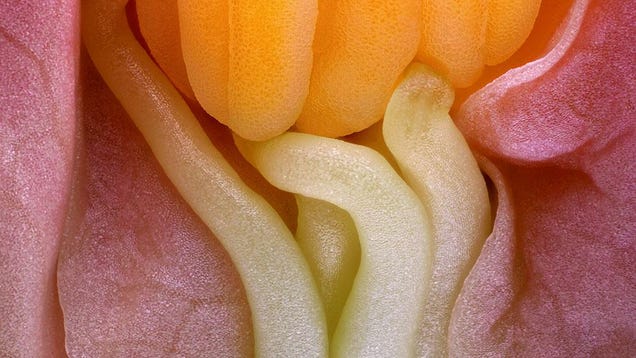 Behold the Monstrous Beauty of This Year's Coolest Microscopic Images