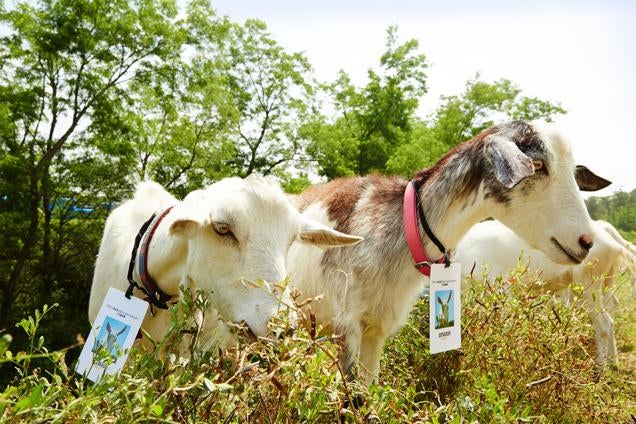 ​Amazon Japan Has Doubled Its Goats