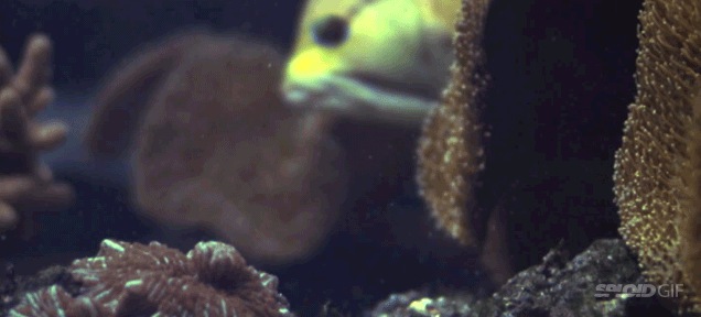 This video shows that freaking fish are the closest thing to Alien