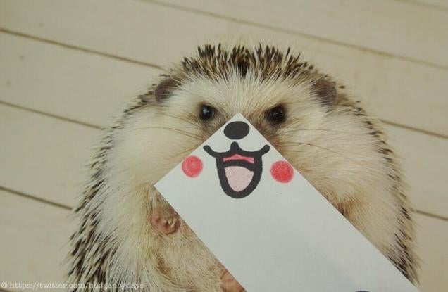 Hedgehog Impersonates Pikachu (and More)