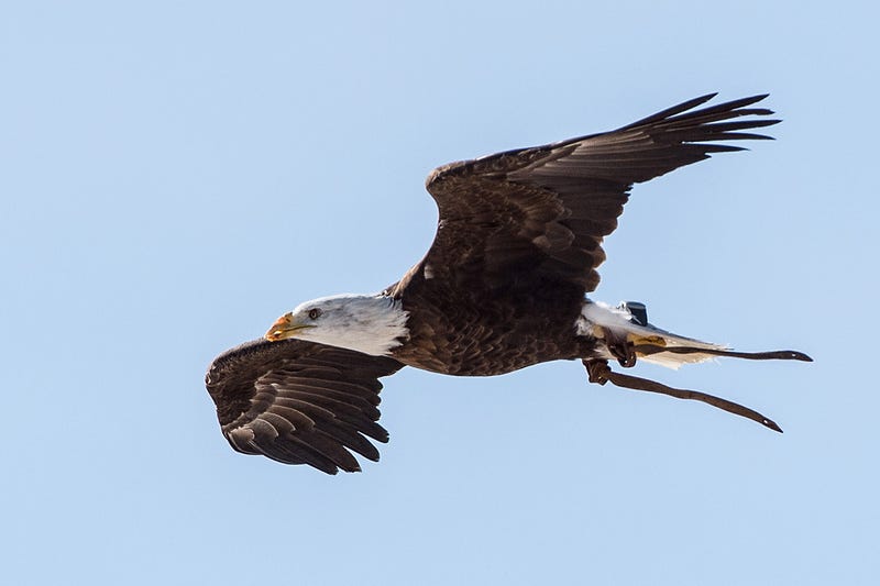 Spirit the Eagle Helps to Stop Birds Getting Chopped by Wind Turbines