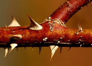 Shooting Challenge: Spring Gallery 1